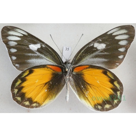 Delias zebuda Hewitson, 1862 male reverse Indonesia, Sulawesi35